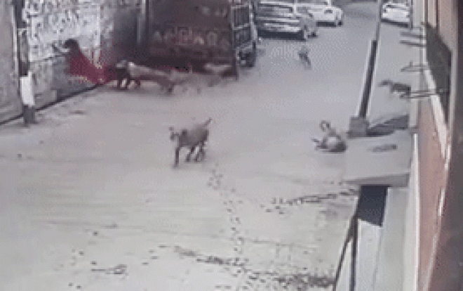 Clip: Đang đi đường, bé gái bị 12 con chó lao vào cắn xé