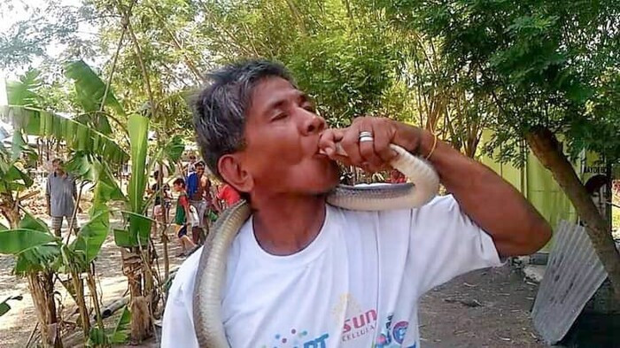 'Hôn' hổ mang chúa, người đàn ông bị rắn cắn vào lưỡi chết thảm