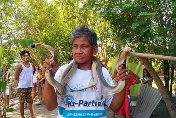 'Hôn' hổ mang chúa, người đàn ông bị rắn cắn vào lưỡi chết thảm