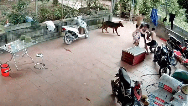 Đứng tim cảnh trăn 'khủng' sổ lồng, lao thẳng ra cắn chặt vào mặt người đàn ông Ảnh 2
