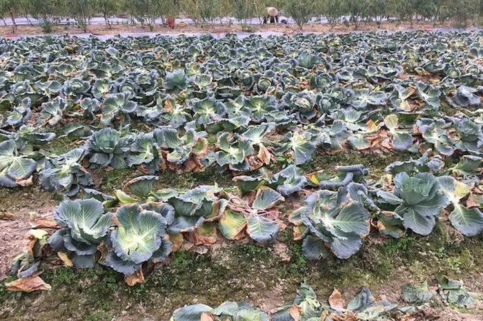 Thấy rau được giá, nhóm đối tượng nghiện ma túy 'khoắng' 1 sào bắp cải của người dân