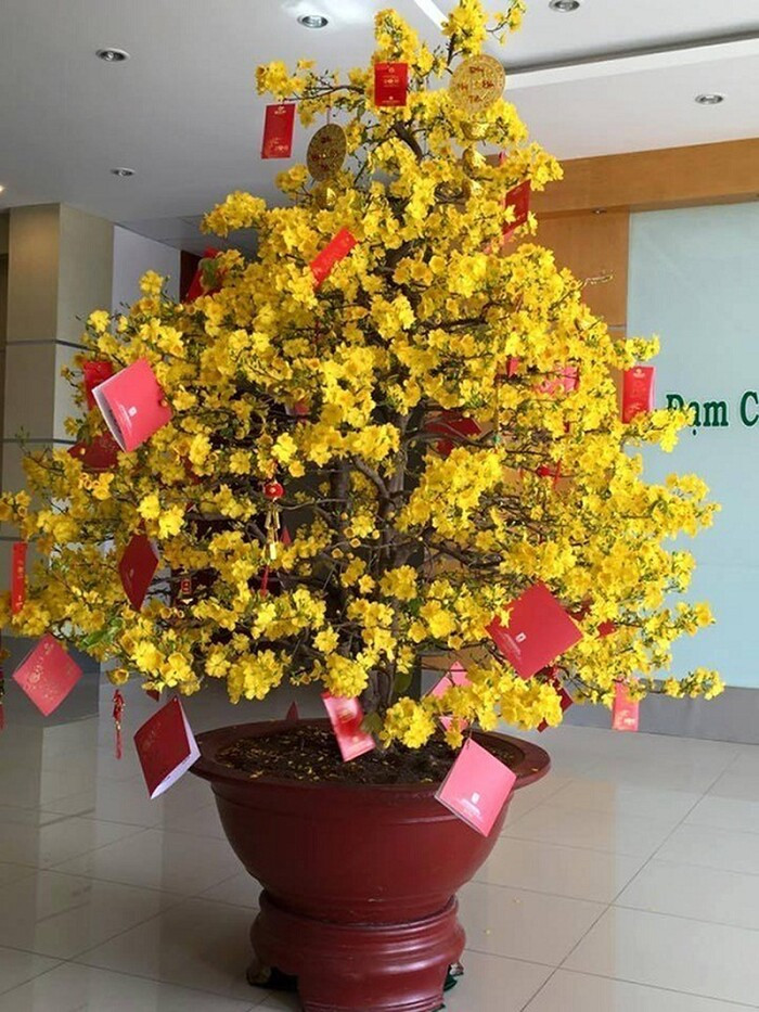 Hội học sinh trổ tài trang trí cây cảnh dịp Tết khiến dân tình xuýt xoa: Trend này ai mà chơi lại?