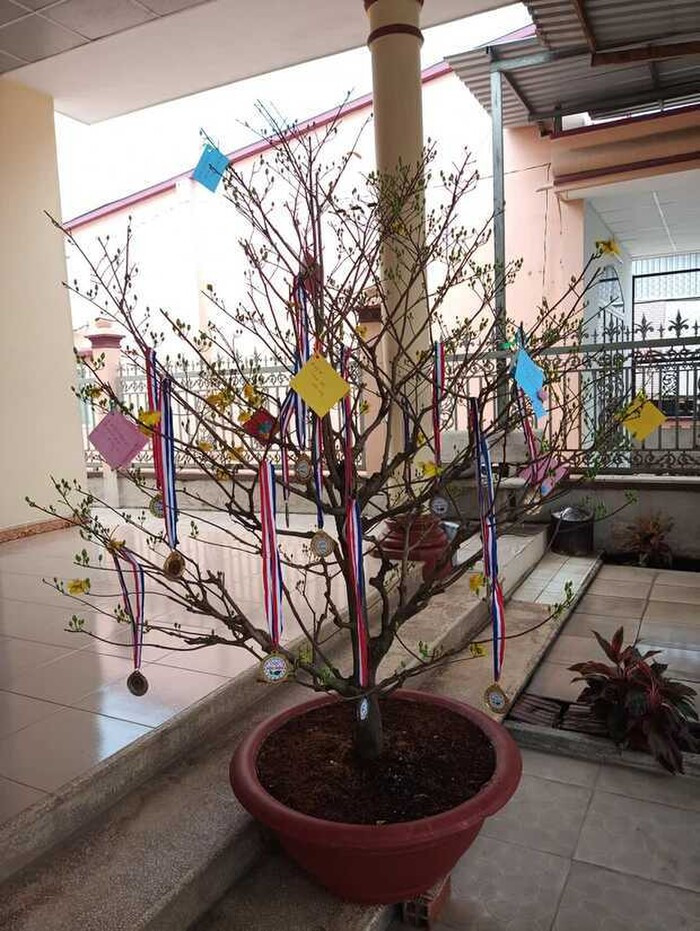 Hội học sinh trổ tài trang trí cây cảnh dịp Tết khiến dân tình xuýt xoa: Trend này ai mà chơi lại?