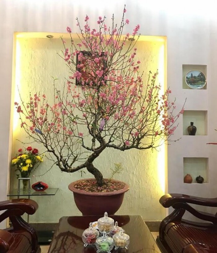 Hội học sinh trổ tài trang trí cây cảnh dịp Tết khiến dân tình xuýt xoa: Trend này ai mà chơi lại?