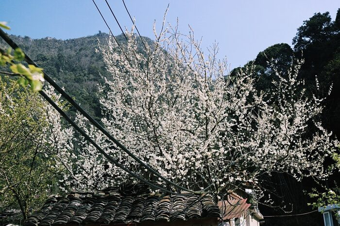 Có một Hà Giang đẹp mơ màng qua ống kính của chàng trai trẻ