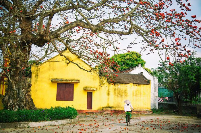 Thái Bình những ngày giữa tháng 3: Xốn xang nhành hoa gạo vào mùa trổ rực