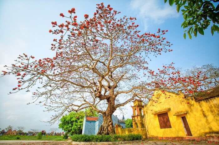 Thái Bình những ngày giữa tháng 3: Xốn xang nhành hoa gạo vào mùa trổ rực