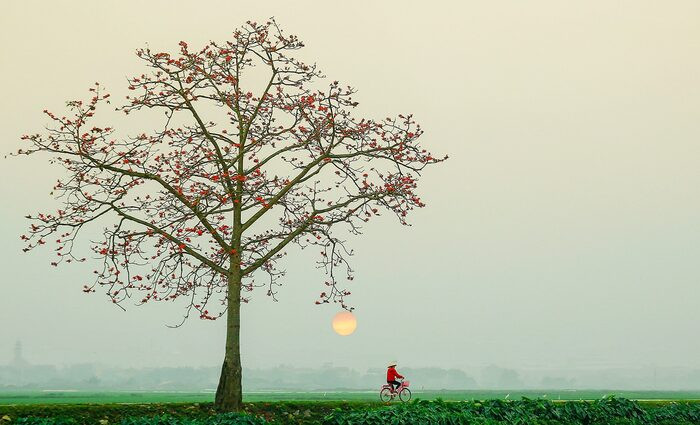 Thái Bình những ngày giữa tháng 3: Xốn xang nhành hoa gạo vào mùa trổ rực