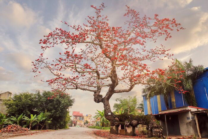 Thái Bình những ngày giữa tháng 3: Xốn xang nhành hoa gạo vào mùa trổ rực