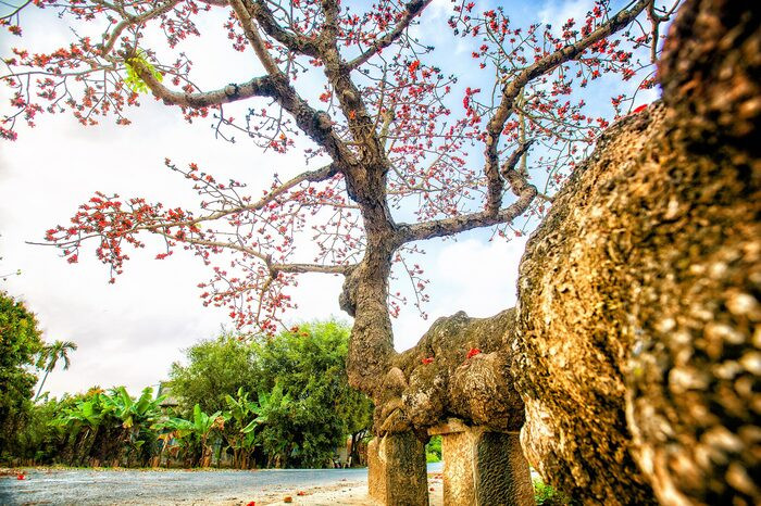 Thái Bình những ngày giữa tháng 3: Xốn xang nhành hoa gạo vào mùa trổ rực
