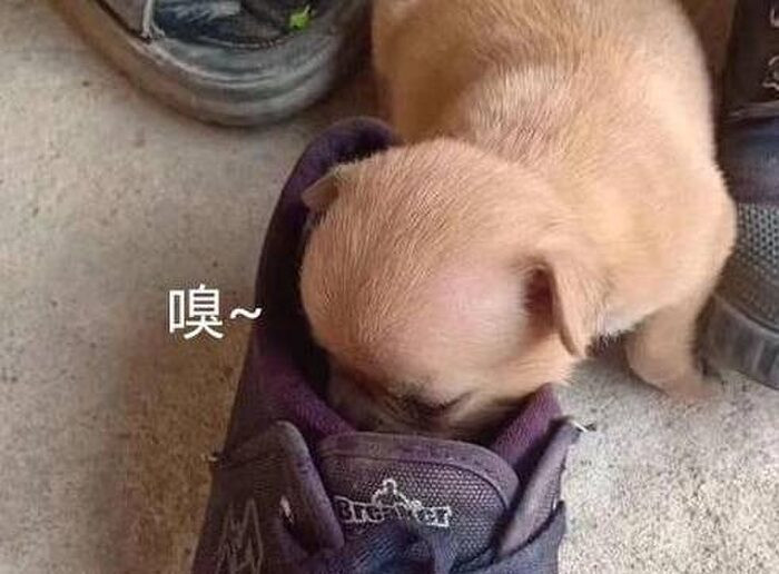 Lần đầu tiên trong đời rúc mũi vào chiếc giày 'đặc biệt' của chủ nhân, chú chó nhận cái kết 'xỉu ngang'