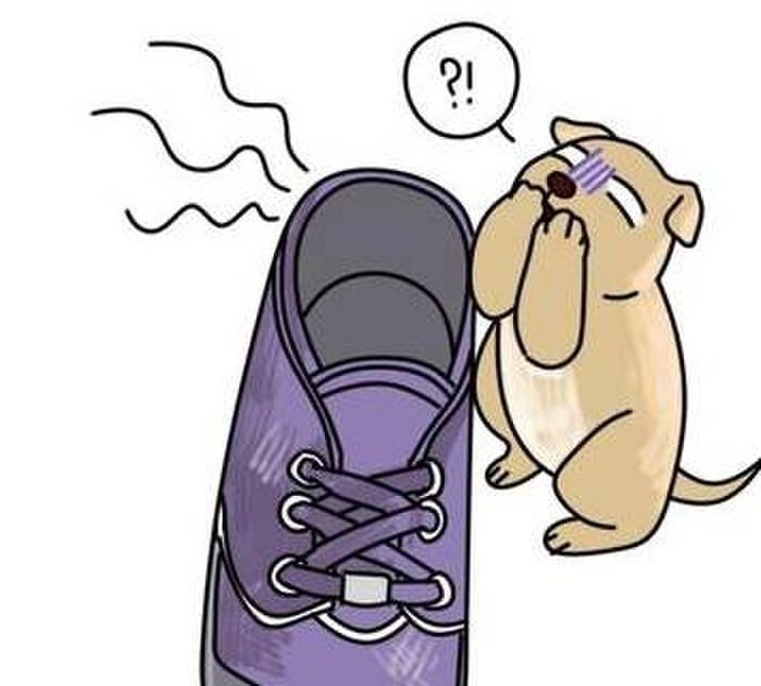 Lần đầu tiên trong đời rúc mũi vào chiếc giày 'đặc biệt' của chủ nhân, chú chó nhận cái kết 'xỉu ngang'