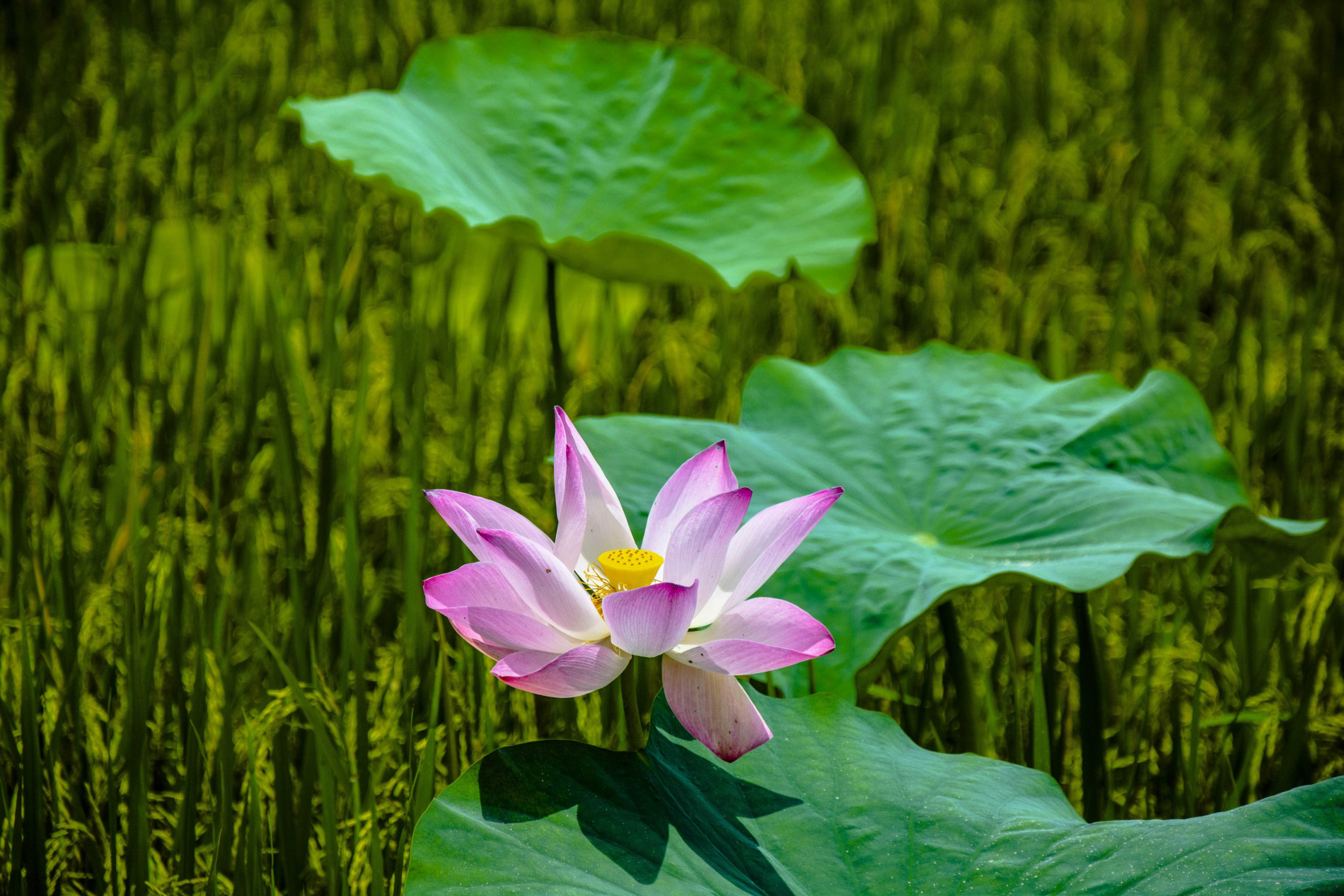 anh-05-1653003612.jpg