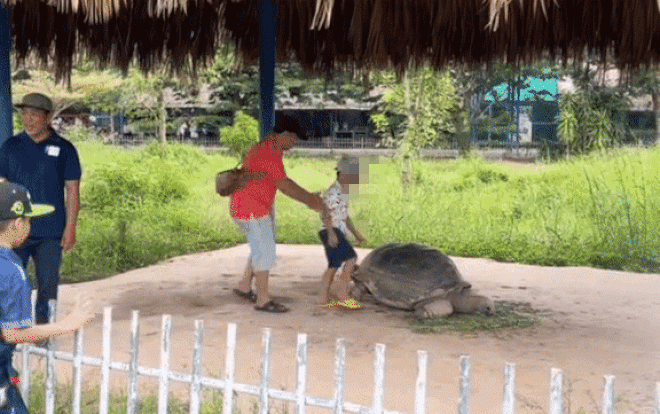 Bố bế con ngồi lên lưng rùa chụp ảnh gây bức xúc, hành động tương tự của người lớn còn phẫn nộ hơn Ảnh 1