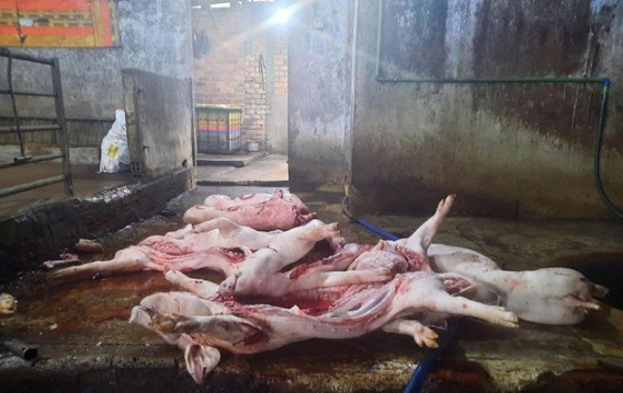 Rùng mình với hàng tấn nội tạng hôi thối, thịt lợn bẩn bị tuồn ra thị trường dịp cận Tết, tiềm ẩn nguy cơ "hạ độc" sức khỏe - Ảnh 2.