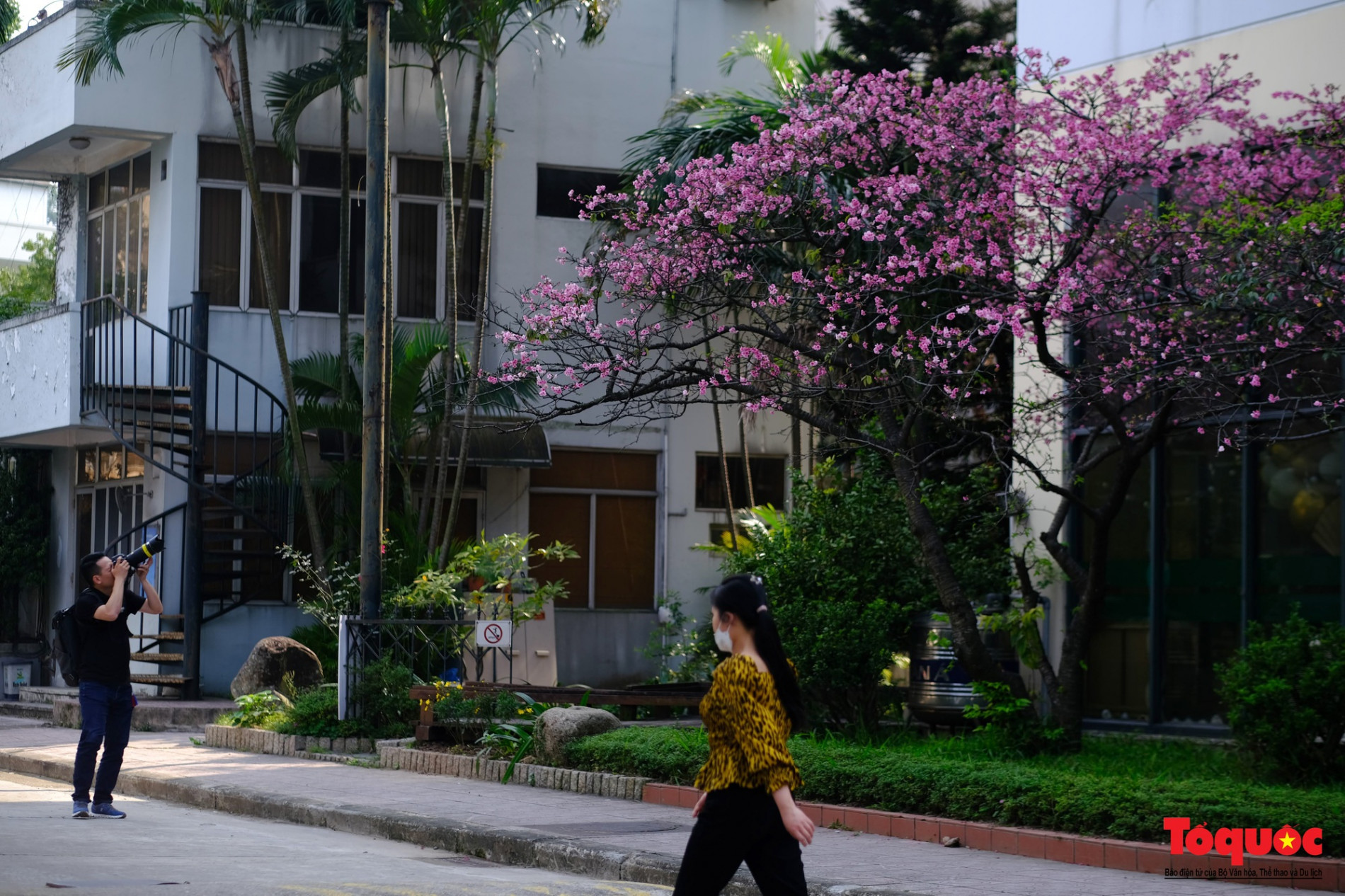 Ngắm hoa anh đào Nhật Bản rực rỡ giữa Thủ đô - Ảnh 3.
