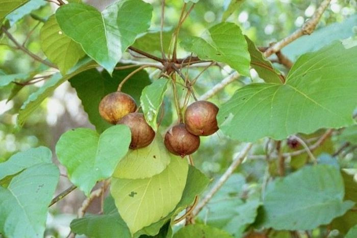 Hạt trẩu có chứa chất độc Saponosid. Ảnh: BVCC.