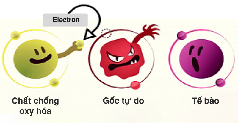 Chất chống oxy hóa tham gia vào quá trình làm chậm tổn thương do gốc tự do gây ra ở tế bào