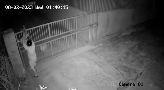 Tốn bao cơm gạo nuôi chó trông nhà, gia chủ bất lực khi xem lại camera Ảnh 3