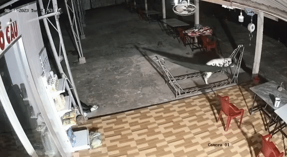 Tốn bao cơm gạo nuôi chó trông nhà, gia chủ bất lực khi xem lại camera Ảnh 1