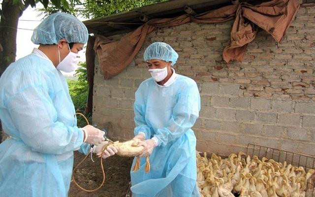 Bộ Y tế cảnh báo nguy cơ lây nhiễm cúm gia cầm dịp cuối năm