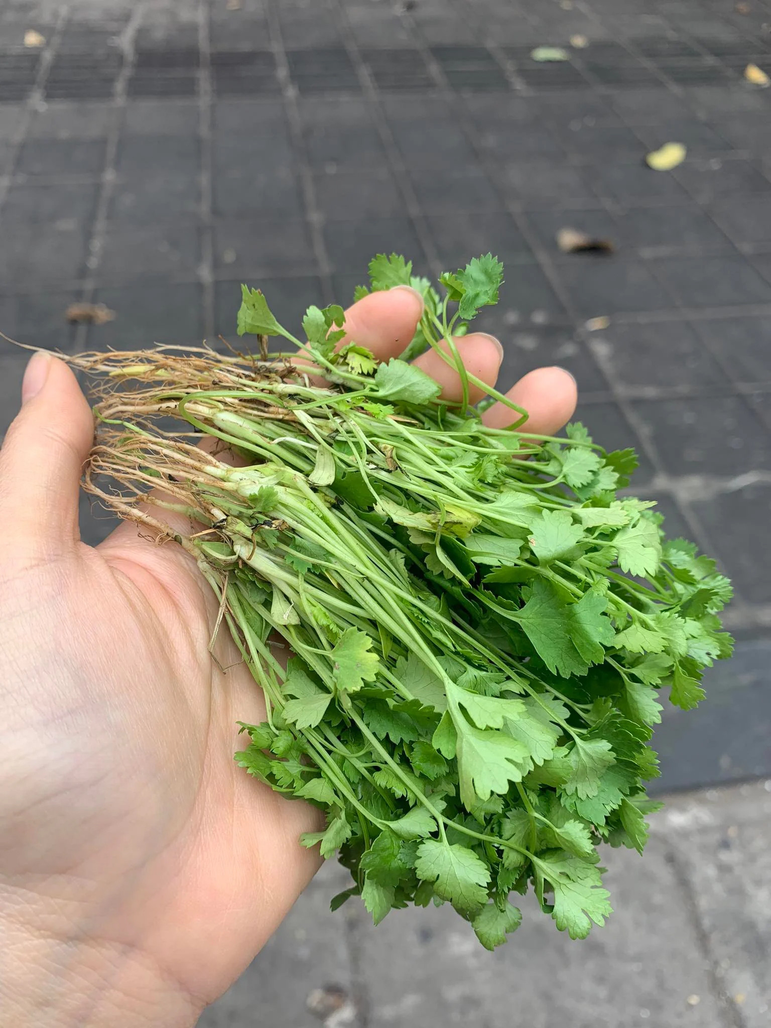 Loại rau gia vị giàu vitamin C nhất, tốt không kém cam, chanh nhưng cứ đến Tết người Việt mới dùng nhiều - Ảnh 2.