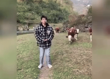 Thanh niên nhảy vũ điệu 'làng lá' trước mặt đàn bò và cái kết Ảnh 1