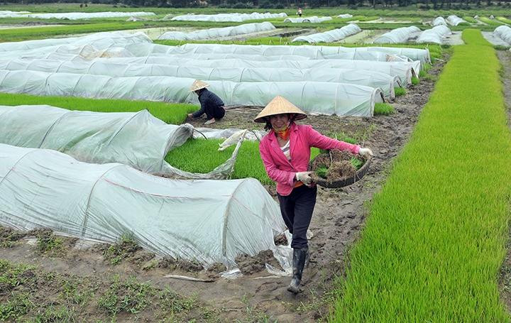 Khuyến cáo các địa phương phòng chống rét đậm, rét hại cho cây trồng