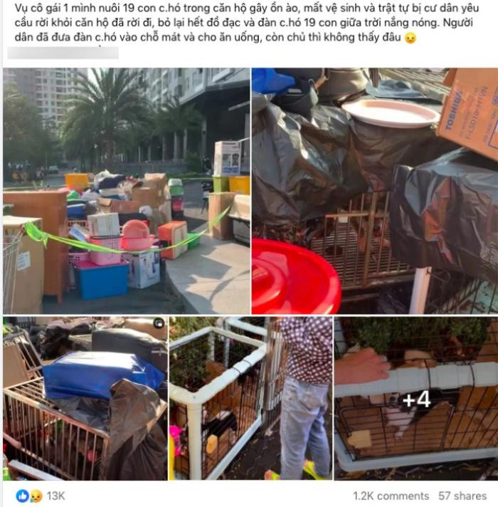Cô gái nuôi 19 con chó bị cả chung cư tiễn cùng hàng loạt đồ đạc ngay trong đêm Ảnh 1