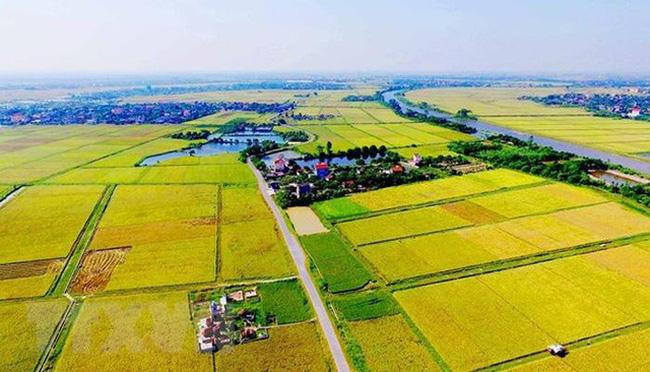 Đề xuất điều kiện xây dựng công trình trên đất trồng lúa phục vụ trực tiếp sản xuất nông nghiệp
