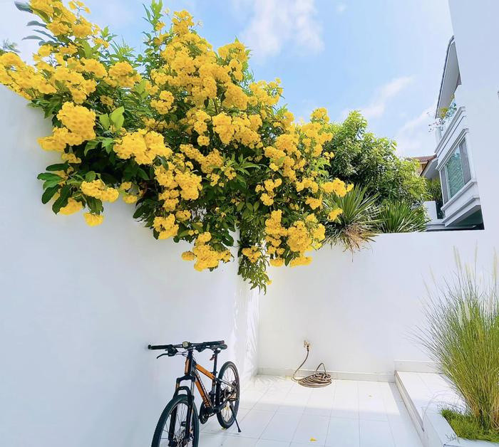 Có thể là hình ảnh về xe đạp và hoa nhài vàng