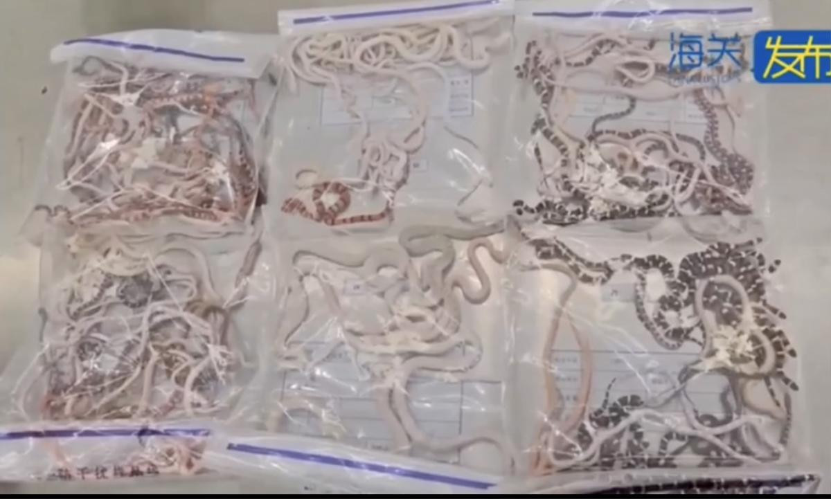 Người đàn ông giấu hơn 100 con rắn sống trong quần để buôn lậu, video kiểm tra gây ám ảnh Ảnh 1