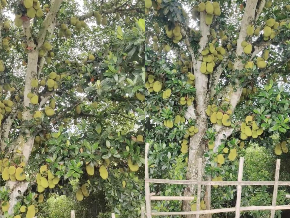 Độc lạ: Cây mít 'vỡ kế hoạch' ra trái nhiều nhất Việt Nam, hái quả chín không biết tìm ở đâu Ảnh 1