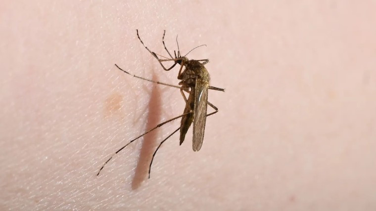 Virus viêm não ngựa hiếm gặp đang lây lan ở vùng đông bắc Mỹ nguy hiểm như thế nào? ảnh 1