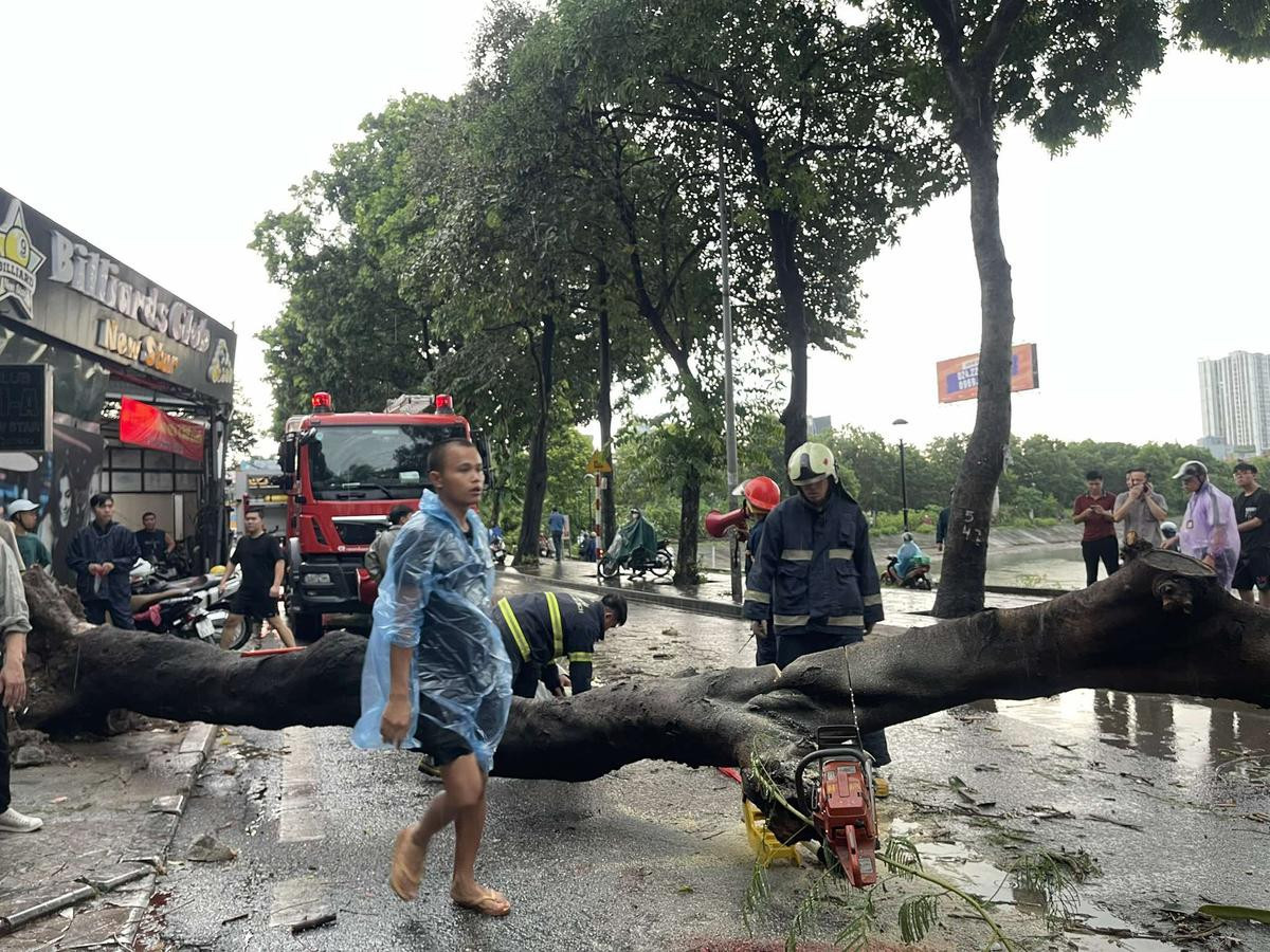 Hiện trường vụ cây bật gốc đè 2 người thương vong vì giông lốc bão Yagi Ảnh 1