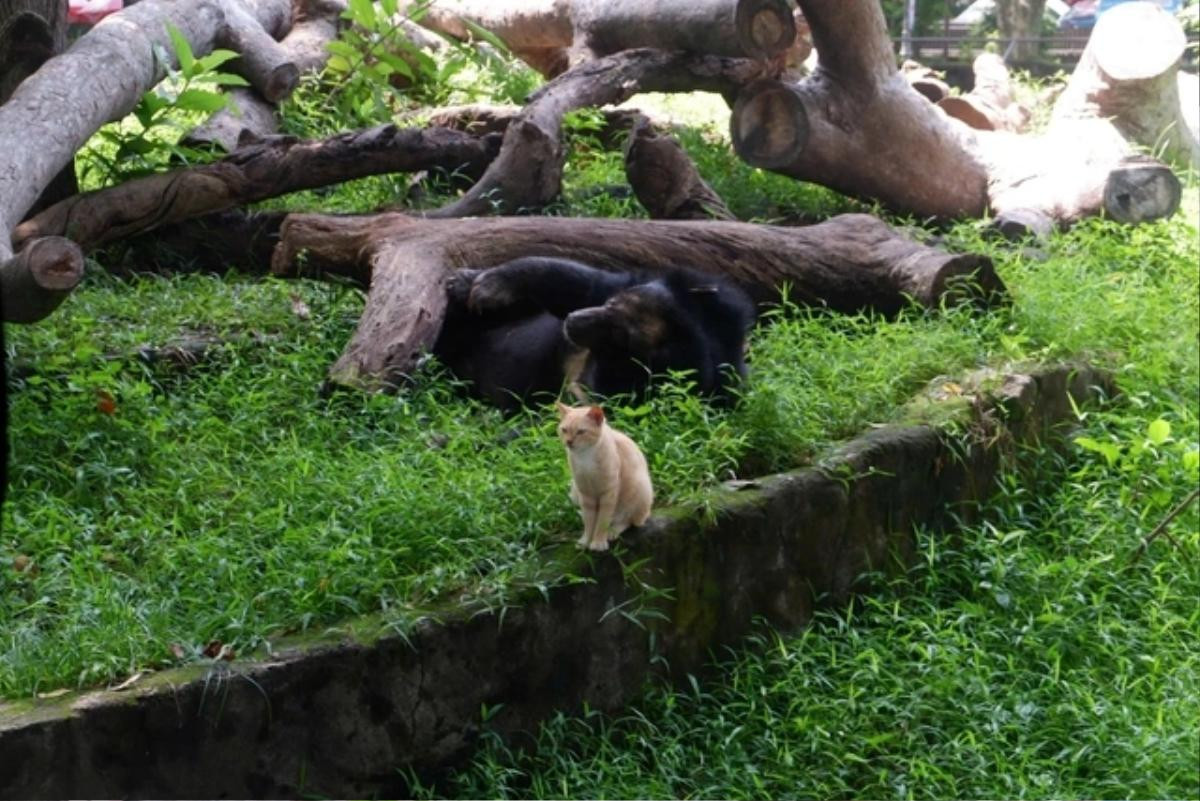 Chủ tài khoản 'Hanh Nha Meo' xin lỗi Thảo Cầm Viên Sài Gòn về thông tin 'cá sấu ăn mèo hoang' Ảnh 2