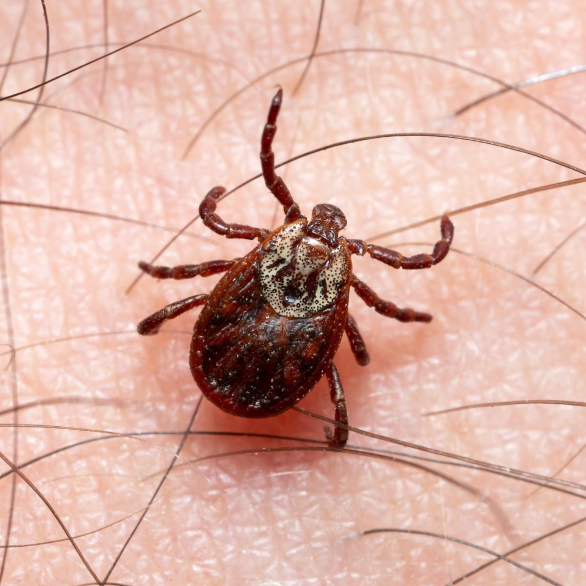 Trung Quốc phát hiện virus mới gây bệnh và lây nhiễm trên người Ảnh 1