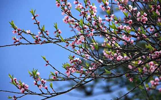Dự báo thời tiết ngày 24/1/2025: Bắc Bộ mưa nhỏ vài nơi, sáng trời rét, sương mù nhẹ.