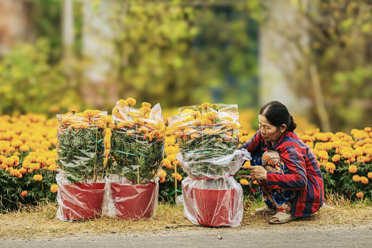 Sắc hoa rực rỡ ngày giáp Tết Ảnh 2