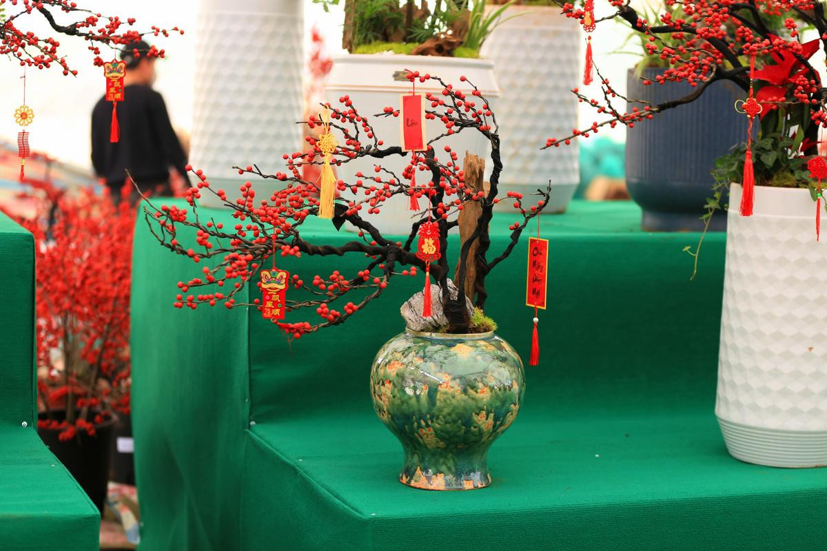 Đào đông đỏ – thú chơi hiếm có và sang trọng của người Hà Nội trong dịp Tết Nguyên đán Ảnh 4