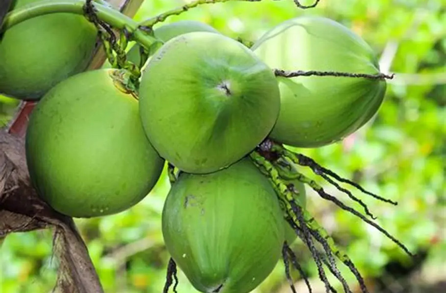 Mâm ngũ quả ngày Tết: Ý nghĩa và những lợi ích sức khỏe