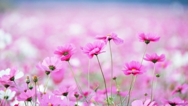 Dự báo thời tiết ngày 2/2/2025: Bắc Bộ mưa phùn, sương mù