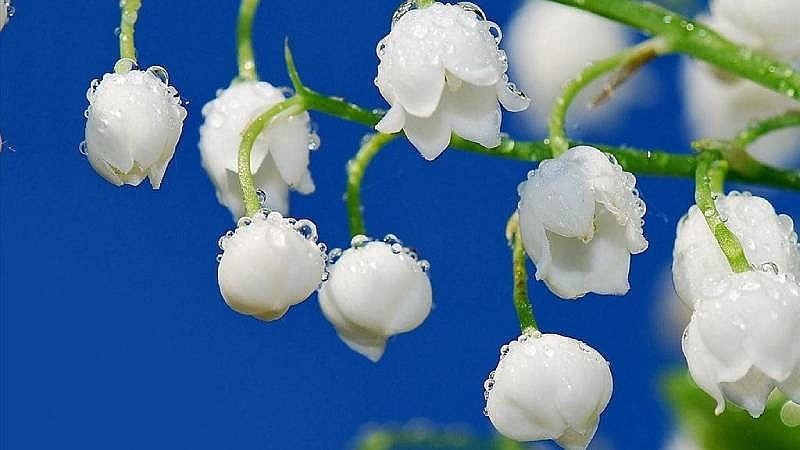 Dự báo thời tiết ngày mai (7/2): Bắc Bộ chuyển rét đậm, vùng núi rét hại; Trung Bộ mưa rào, cục bộ mưa to và giông; phía Nam ngày nắng