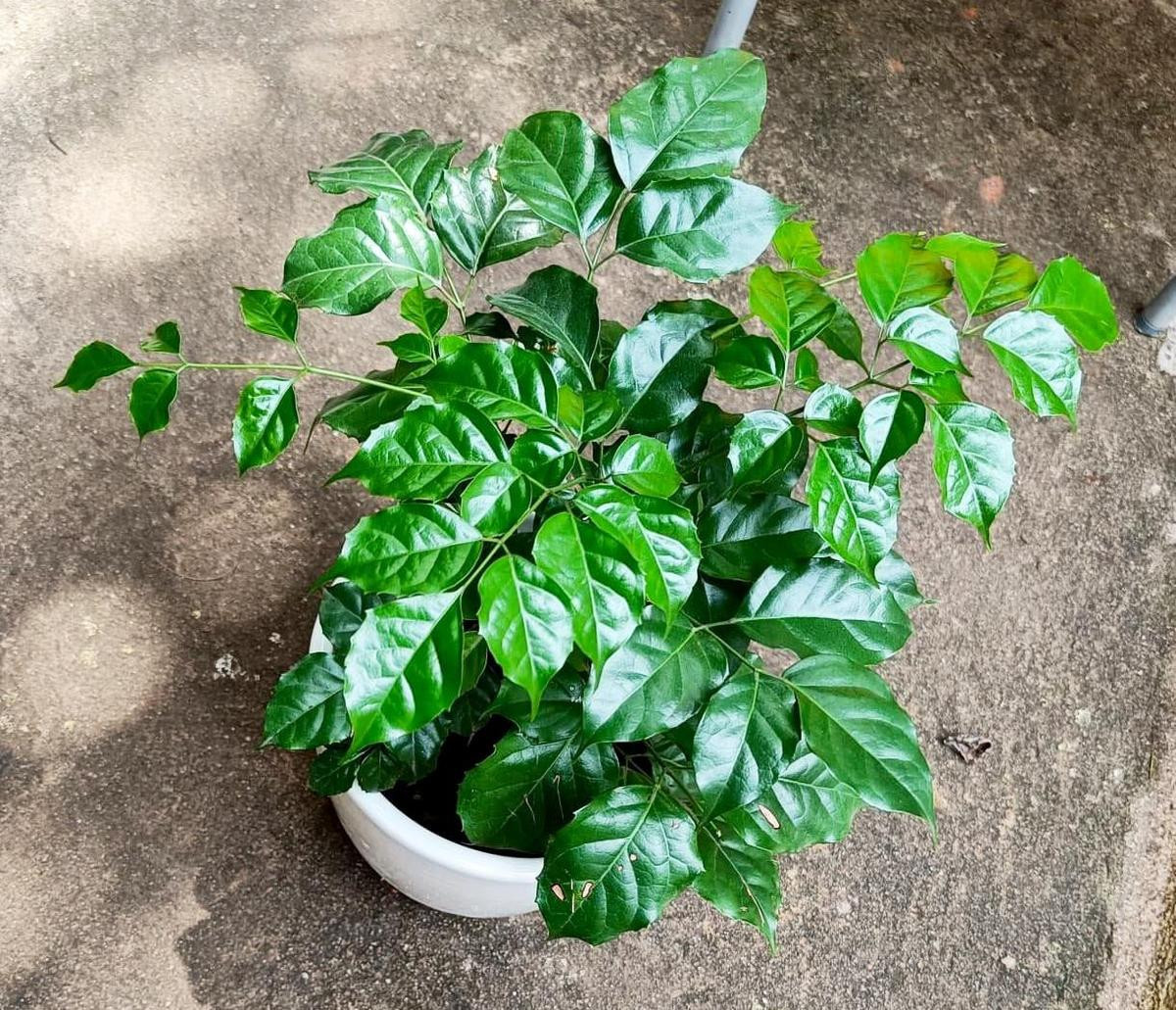 Đúng như tên gọi, cây hạnh phúc tượng trưng cho niềm vui và sự an lành. (Ảnh minh họa)