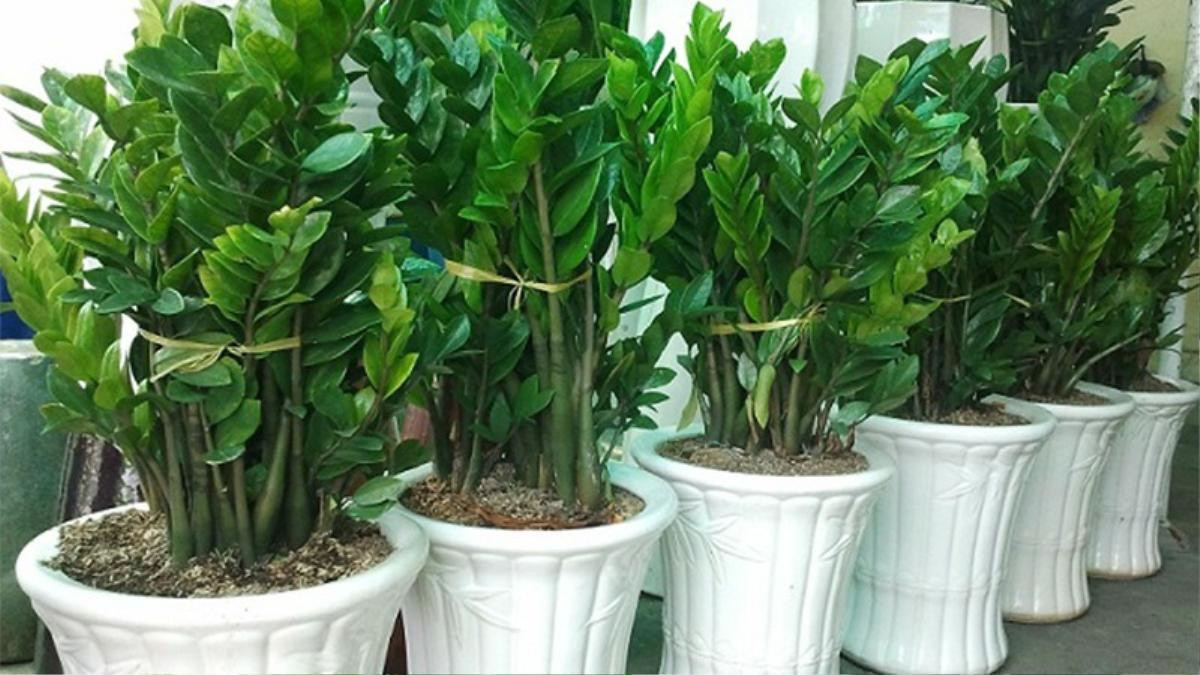 Cây kim tiền được xem là biểu tượng của tài lộc, may mắn, giàu sang, phú quý và thịnh vượng cho gia chủ. (Ảnh minh họa)
