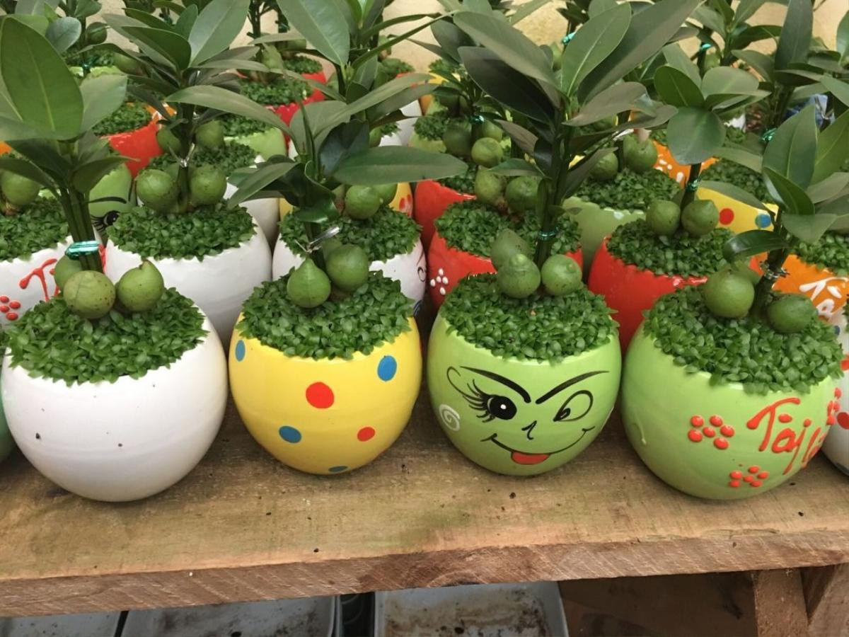 Đúng như tên gọi, cây tài lộc mang ý nghĩa cầu được ước thấy, giúp gia chủ thu hút tài lộc và may mắn khi sở hữu. (Ảnh minh họa)