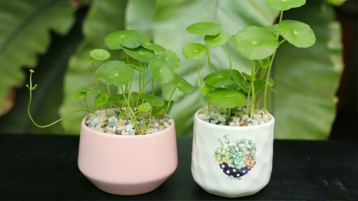 Cây cỏ đồng tiền được đặt tên như vậy vì có hình dáng lá tròn, giống đồng xu may mắn. (Ảnh minh họa)