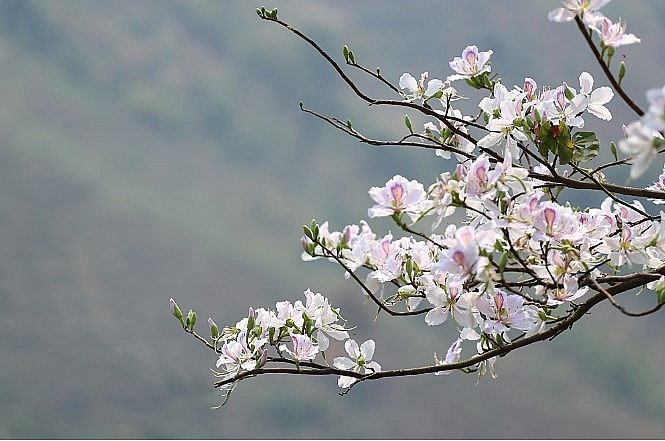 Thời tiết ngày 25/2/2024: miền Bắc, Hà Nội chìm trong mưa rào, rét đậm, rét hại