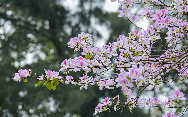 Dự báo thời tiết ngày 14/3/2025: Bắc Bộ nhiều mây, đêm và sáng có mưa nhỏ, mưa phùn