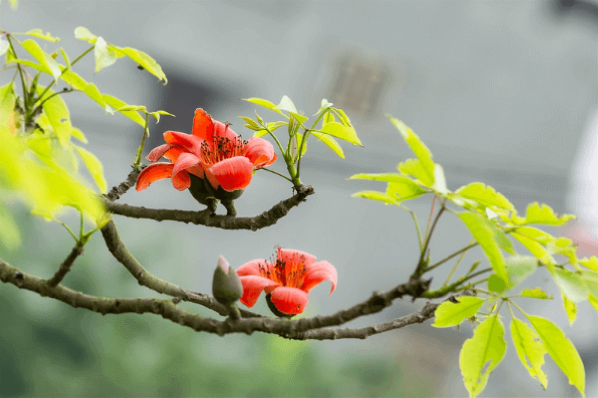 Dự báo thời tiết ngày mai 18/3/2025: Hà Nội và các khu vực trên cả nước